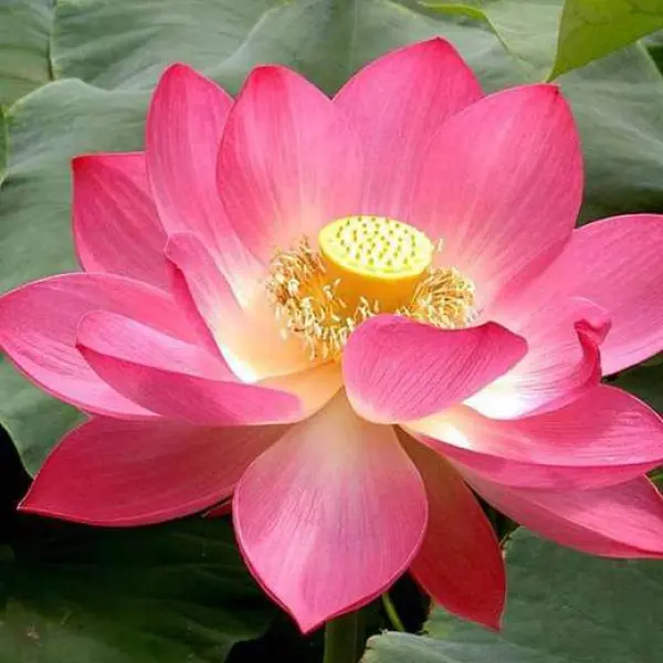 5 Pcs Lotus Seeds Aquatic Plants - Image 2