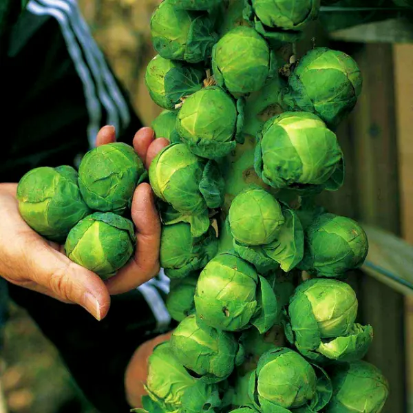 1 Packet Vegetable Seeds - Brussel Sprouts Seeds 20+ Plus Vegetable Seeds - Image 2