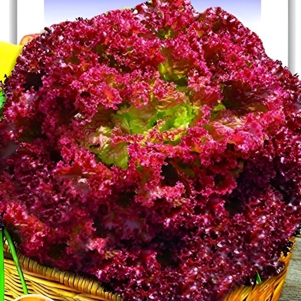 Lettuce Seeds - Omaxe Lettuce Lollo Rosso - 25 Seeds Loose Pack Exotic Seeds - Image 3