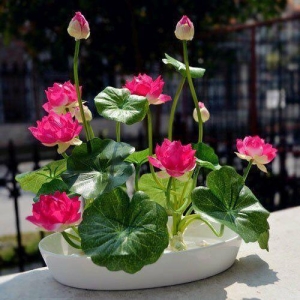 10+ Seeds Of Mix Lotus Seeds - Indoor Rare Bonsai Lotus Flower Seeds