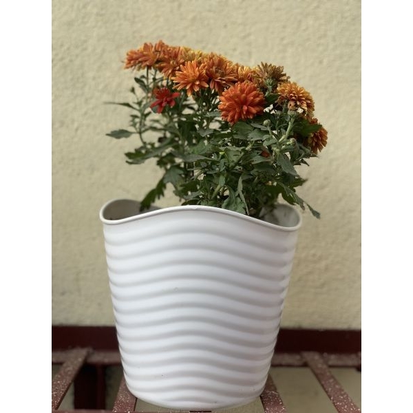 Glory Flower Pot / Planter For Indoor Outdoor Garden 8 Inch ( 20.5 cm * 20.5cm * 19cm ) - Image 3