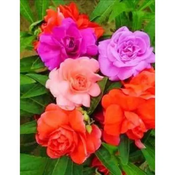 20+ Loose Packed Seed Of Balsam Flower Seeds - Balsam