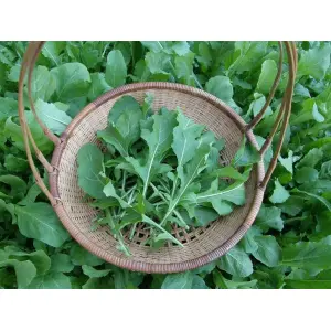 Omaxe Seeds Rocket Seeds /Arugula/Rucola Leaves Herb Herb Seeds Kitchen Garden Packet