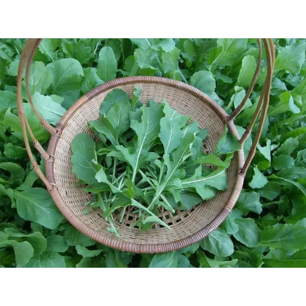 20+ Seeds Rocket Rucola Arugula Cultivated Imported Exotic Seeds Kitchen Garden - Image 4