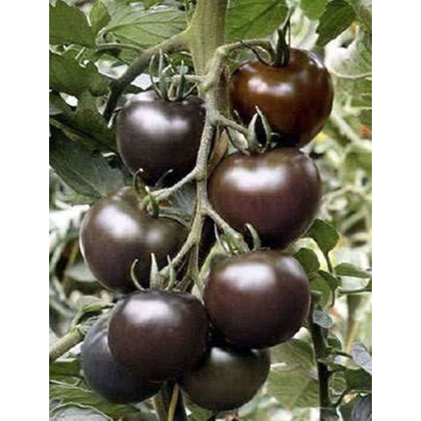 TOMATO Seed - 1 Packet TOMATO BLACK PEARL PURPLE Omaxe Seeds By Savyata Stores For Kitchen Garden - Image 2