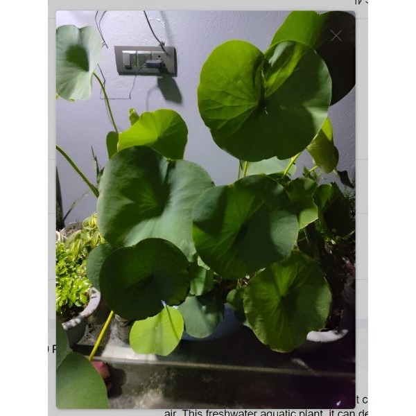 Bonsai Lotus Flower Seeds for Planting 20+ Plant Seeds (4 Types) - Image 2