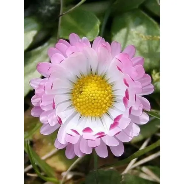 Mix 20 Seeds - Bellis Perennis Super Enorma Garden And Balcony - Image 2