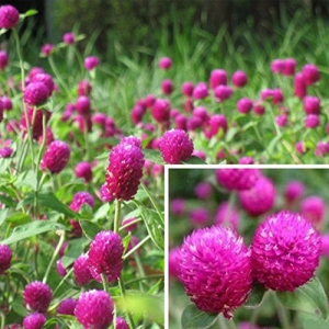 Makhamali Flower Seeds Hybrid : Makhamali Flowering Plants Seeds Garden, Balcony Flowers (50 Seeds)