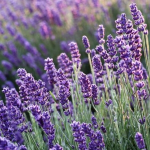 Blue Scent Rare Lavender Imported Herb Seeds, 20+ In-Count