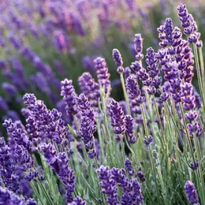 Blue Scent Rare Lavender Imported Herb Seeds, 20+ In-Count