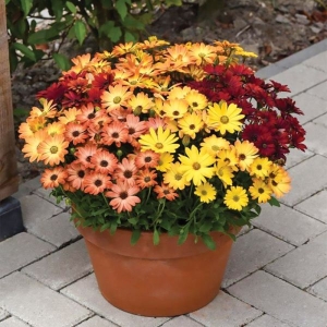 1 Packet Sunset Shades Osteospermum Mix Flower Seeds