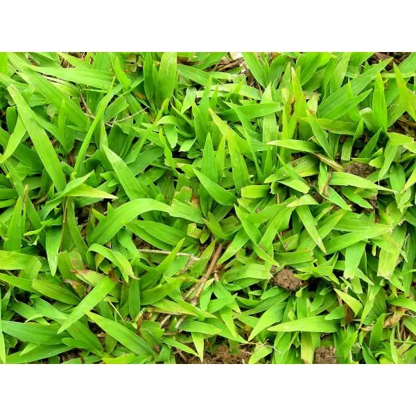 Perennial Carpet Grass Seeds - Fresh Lawn And Garden Seeds 5 Gram (Plant Once Enjoy Forever) Loose Packed - Image 2