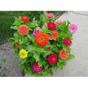 Profusion Double Mix F1 Zinnia With Zinnia Double Mixed 20 Seeds For Garden And Balcony
