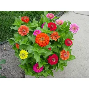 Profusion Double Mix F1 Zinnia With Zinnia Double Mixed 20 Seeds For Garden And Balcony