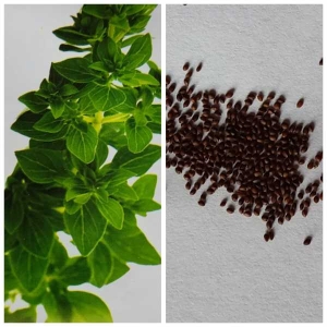 Herb Seeds - Oregano Seeds 20 Plus Seed Fresh Loose Pack