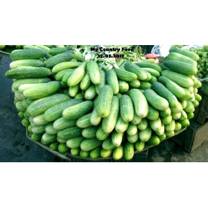 Vegetable Seeds - Cucumber Seeds Bangali Local - 10 Gram