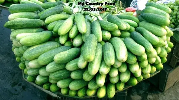 Vegetable Seeds - Cucumber Seeds Bangali Local - 10 Gram