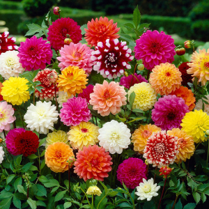 20+ Loose packed Seed Of Dahila Mix Flower Seeds