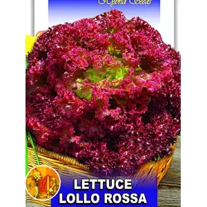 Lettuce Seeds - Omaxe Lettuce Lollo Rosso - 25 Seeds Loose Pack Exotic Seeds