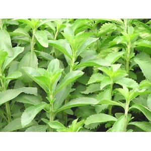 Stevia Sweet Leaf Seeds - Sweet Honey Leaf Stevia Rebaudiana Sugar Leaf 20 Plus Seeds