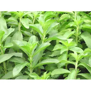 Stevia Sweet Leaf Seeds - Sweet Honey Leaf Stevia Rebaudiana Sugar Leaf 20 Plus Seeds