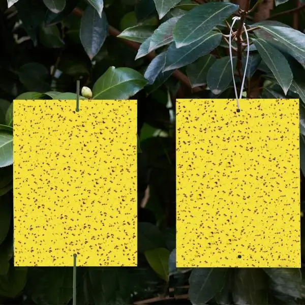2Pcs Yellow Sticky Traps For Insects / Glue Traps / Whiteflies Thrips For Garden and Farms - Image 2
