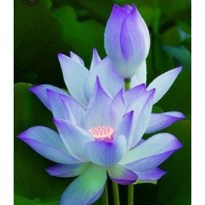 Welcome New Year 2080 With Good Luck Lotus Flower Seeds - 6 Seeds For Prosperity And Positive Energy (Plant Main Door)