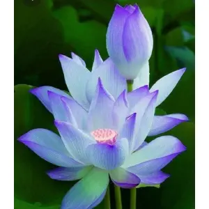 Welcome New Year 2080 With Good Luck Lotus Flower Seeds - 6 Seeds For Prosperity And Positive Energy (Plant Main Door)
