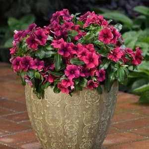 Vinca Rosea Trailing Strawberry Flower Seeds Mixed 20 For Garden And Balcony - Indoor And Outdoor (All Time All Seasons)
