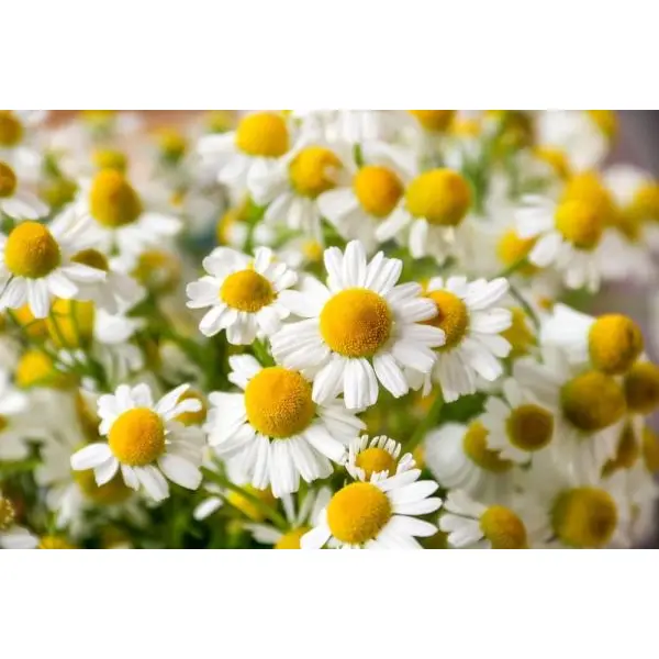 20+ Chamomile Herb Seeds, Can Grow All Over Nepal - Image 2