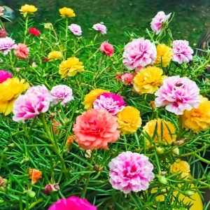 Portuluca Flower Seeds Mixed (20 Plus Seed)
