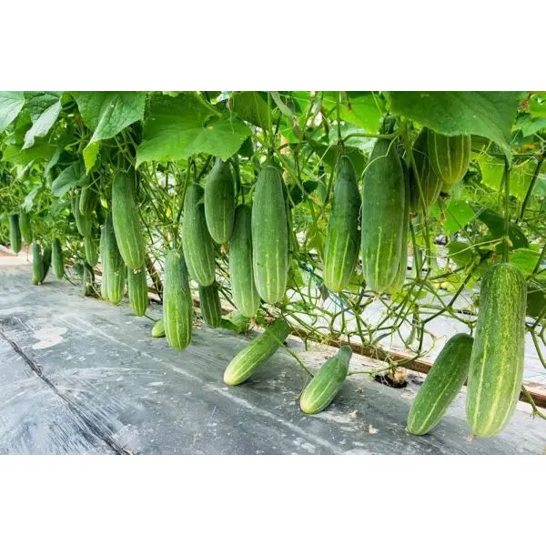 Vegetable Seeds - Cucumber Seeds Bangali Local - 10 Gram - Image 3