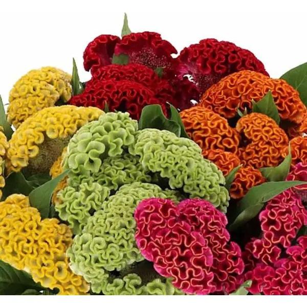 20+ seed Of Cockscomb Mixed Flower Seeds - Image 5
