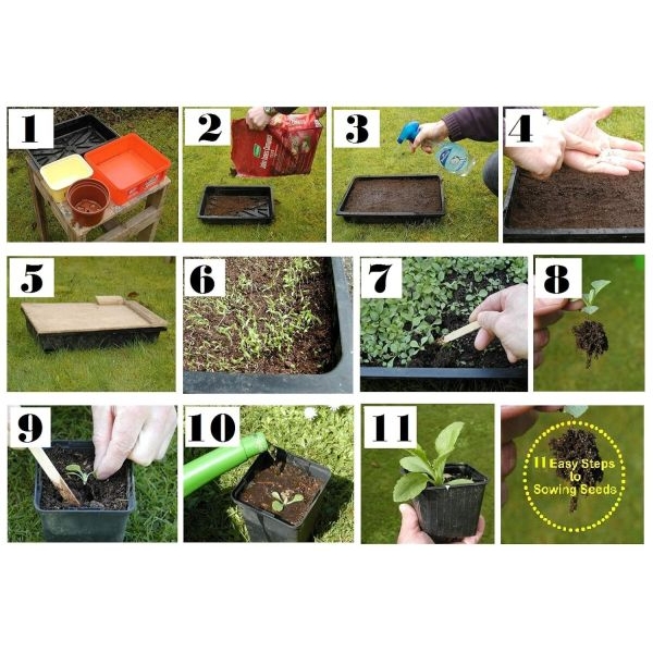 Mixed 5 Types Of Rose Seeds Total 10 Seeds - Image 3