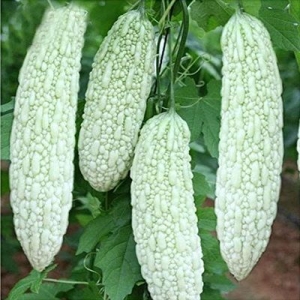 Bitter Gourd Seeds Bianco White Long Vegetables Seeds 5 Gram