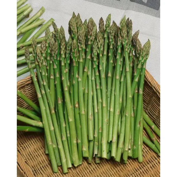 All Time All Seasons Baramase Asparagus Mary Washington Variety 20 Plus Seeds Kurilo Seeds - Image 3