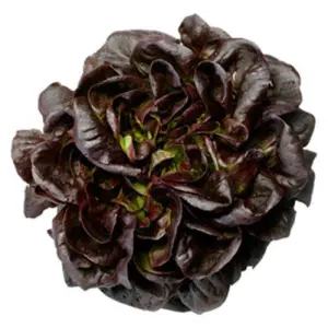 Vegetable Seeds - OMAXE Lettuce Butter Head RED Variety 25 Plus Seeds Loose packed