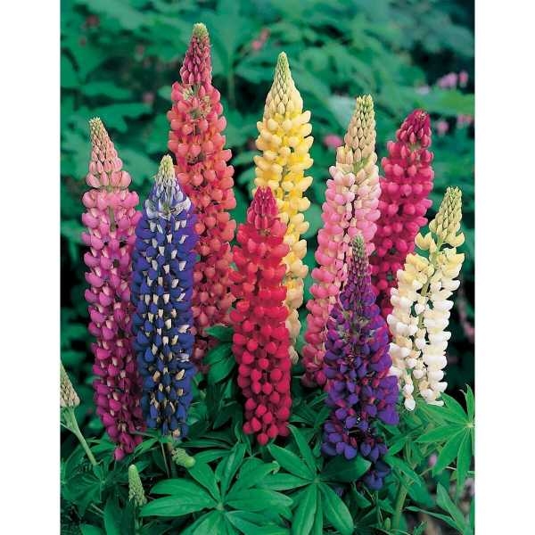 Lupin Pixie Dwarf Mixed Variety 20 Seeds - Image 2