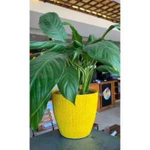 6 Inch Turkey Flower Pot / Planter For Indoor Outdoor Garden