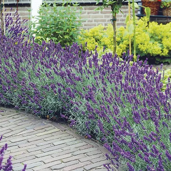 English Lavender Seeds Imported Herb - 20 Seeds Pack herb Seeds - Image 3