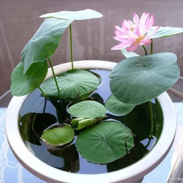 Aquarium Seeds - 20 Kanwal Flower Seeds - Excellent Germination - Image 2