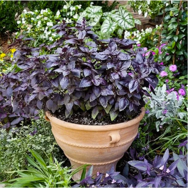 Purple Basil Seeds 20 Plus Seeds - Image 3