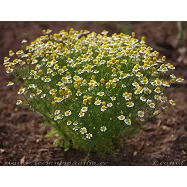 20+ Chamomile Herb Seeds, Can Grow All Over Nepal - Image 4