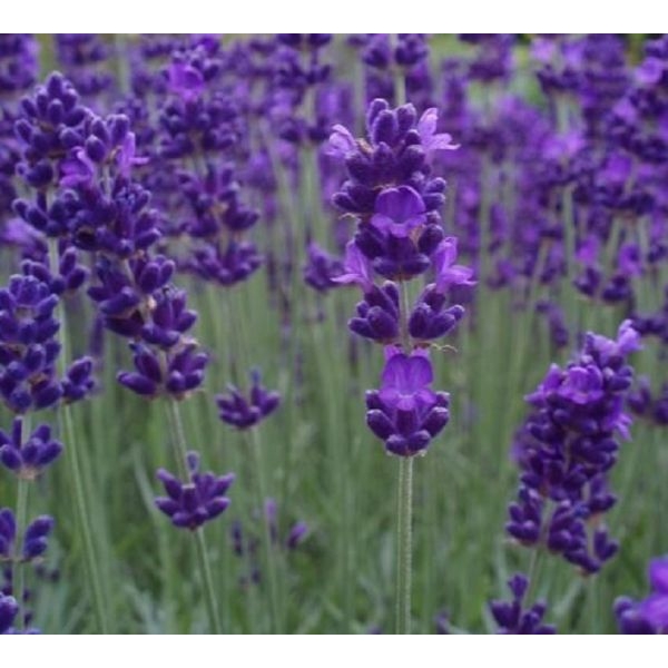 Blue Scent Rare Lavender Imported Herb Seeds, 20+ In-Count - Image 4