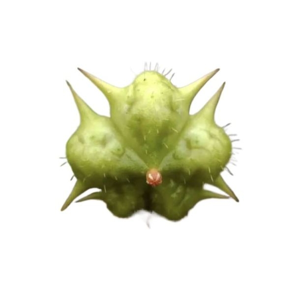 Gokhru Kadha / Tribulus Terrestris 200 gm - Image 2