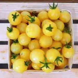 10 Plus Cherry Tomato Seeds - Mix Cherry Tomato Seeds - Seeds |