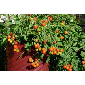 F1 Hybrid Red Cherry Tomato Home/Garden 20 Seeds Loose Packet
