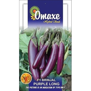 Brinjal F1-Hybrid Purple Long, 50 Plus Seeds Pack by Omaxe Brinjal Seeds Baigun Seeds