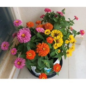 Zinnia Sadabahar Hybrid Seeds - 1 Packet Zinnia 30 Plus Seeds (Baramase - All Time All Seasons)