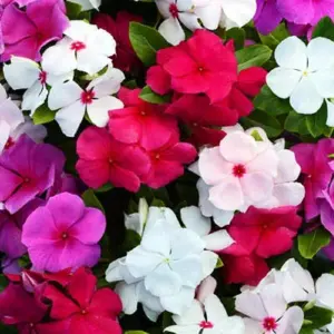 1 Packet Vinca Sadabahar Seeds
